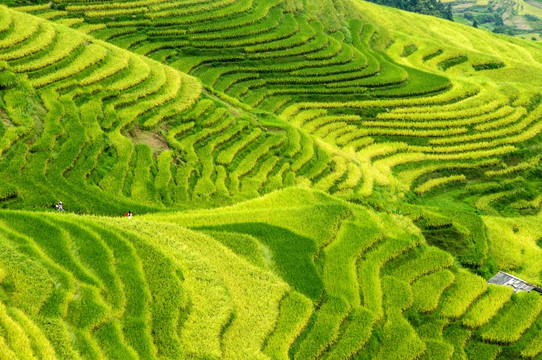 龙胜梯田