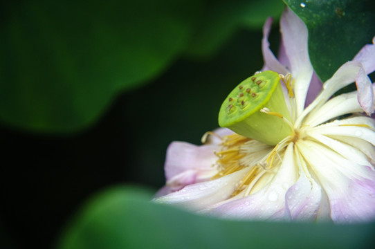 荷花特写