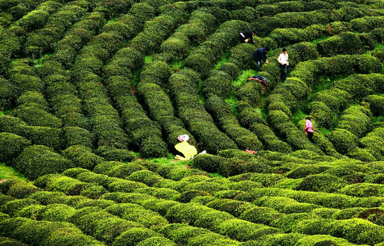 绿色茶园采茶