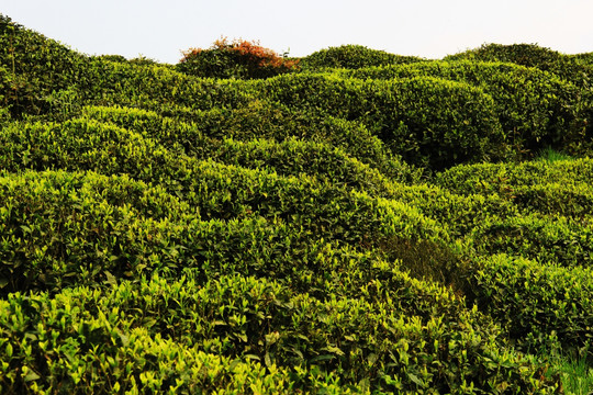 高山茶