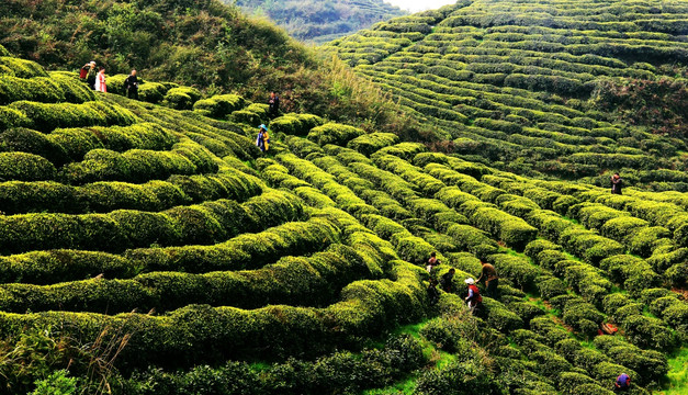 荥经塔子山茶园