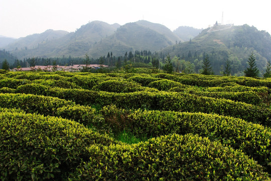 塔子山茶园