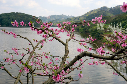 湖外桃花三两支