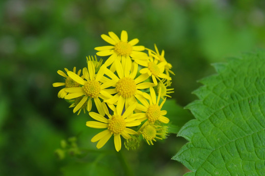 小菊花 黄色小花