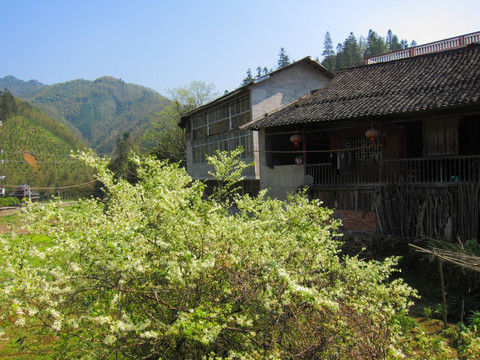 山区山花