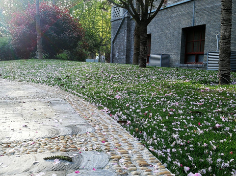 落花 落樱花 樱花 花瓣雨 花