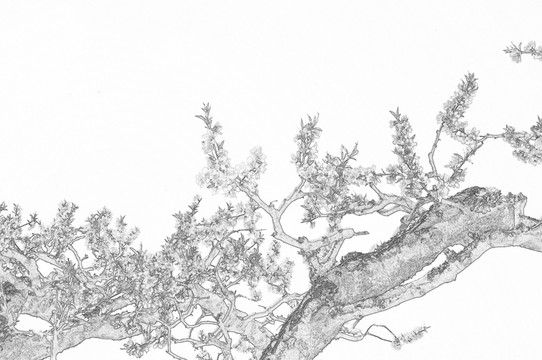 一樹花開