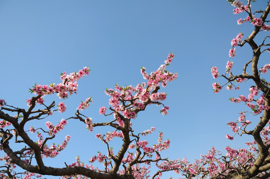 老树新花满园春