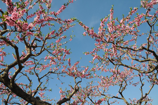 春到桃园花色艳