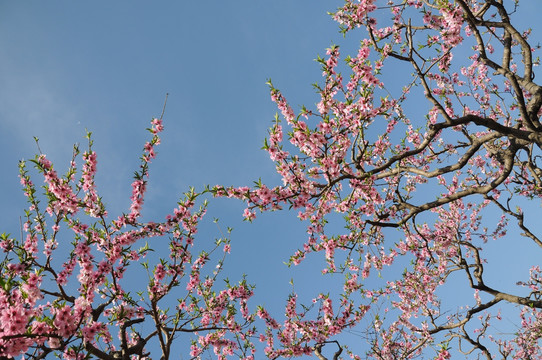 春到桃园花色艳