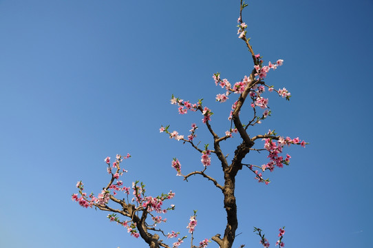 春暖花开