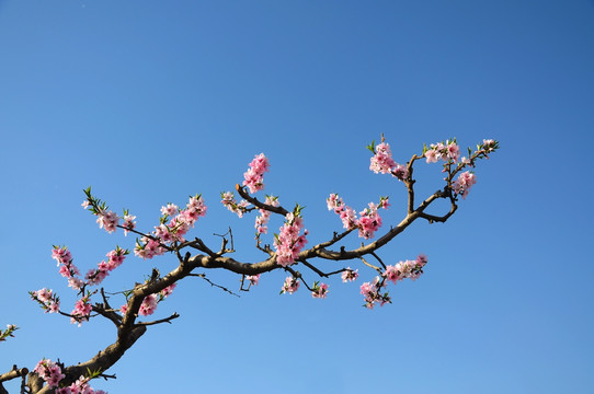 春暖花开