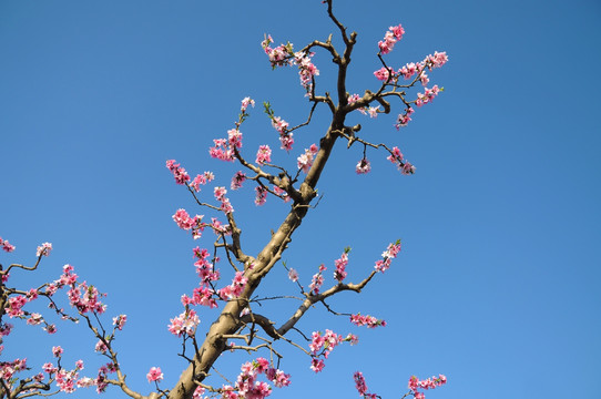 桃园里的桃花