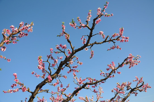 桃园里的桃花