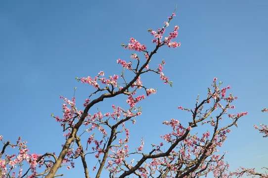 满园桃花开