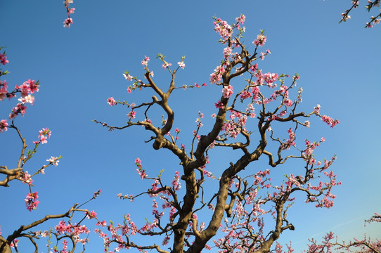 满园桃花开