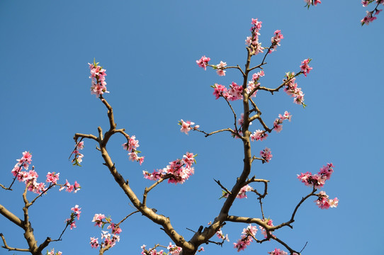 桃花素材