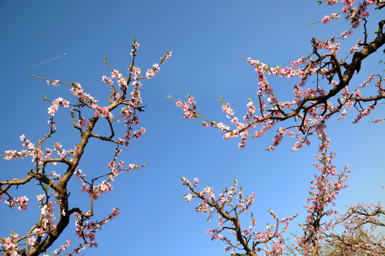 艳丽桃花盈春开