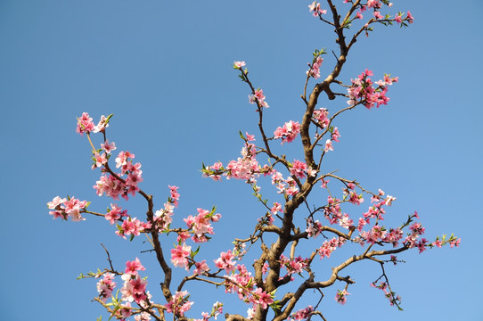 一色蓝天桃花艳