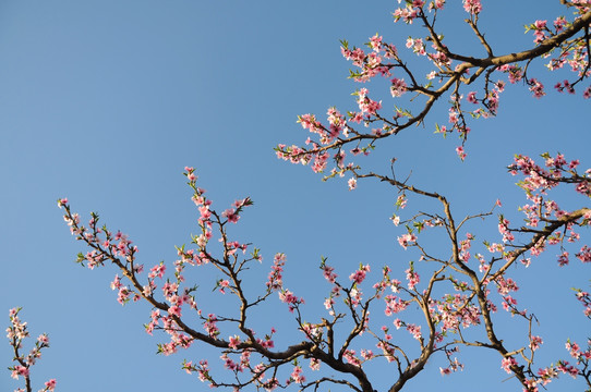 晴空桃花