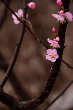 粉色梅花春天粉色花朵植物摄影
