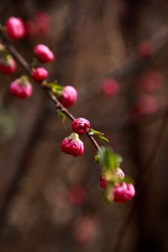 桃花花蕾桃花开