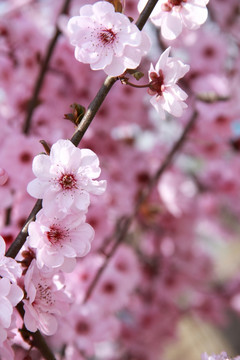 粉色樱花烂漫樱花摄影图片素材