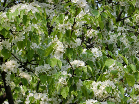 梨树 梨花