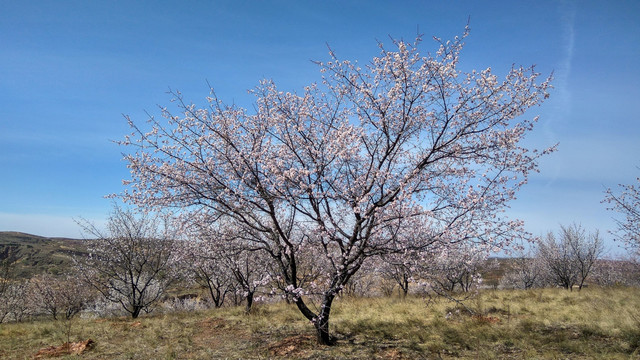 杏花美景，春景