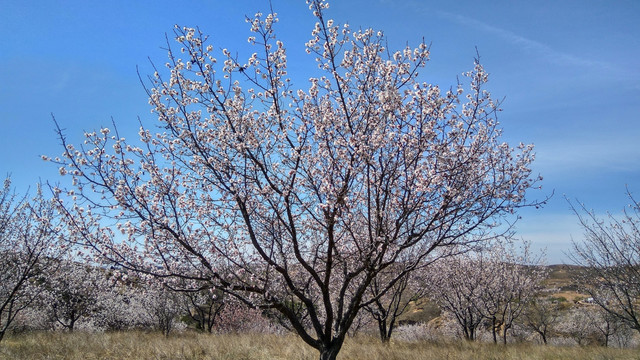 蓝天下的杏花林，北方春色