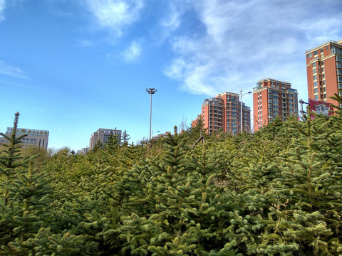 宜居环境，绿色住宅区