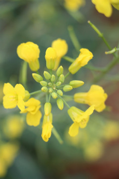 油菜花