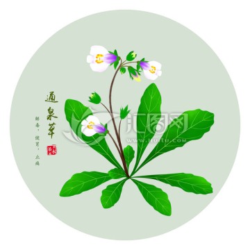通泉草 手繪通泉草