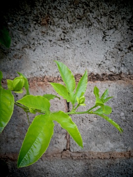 草质藤本植物