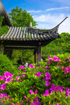 惠山杜鹃园