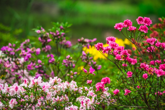 杜鹃花