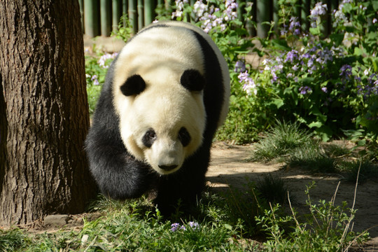 熊猫赏春