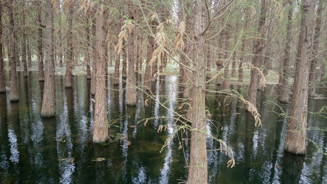 沼泽湿地 水中森林3