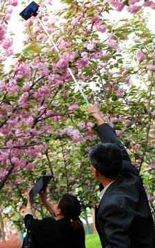 拍樱花