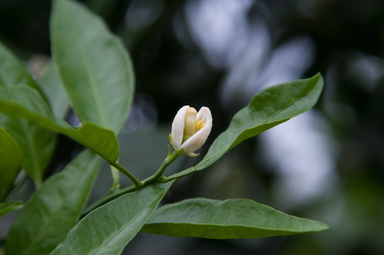 不知火丑橘花开