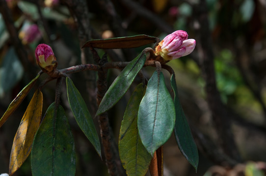 高山杜鹃花