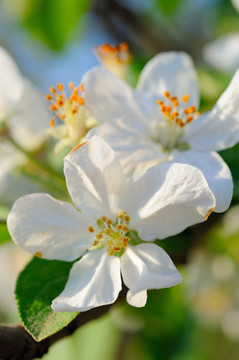 苹果花特写高清照片大图