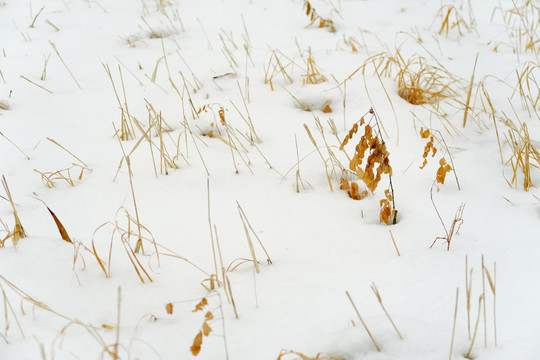 雪地枯草