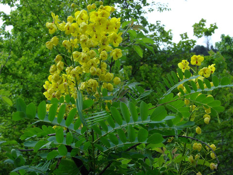 一树黄花