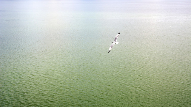一只海鸥 自由飞翔