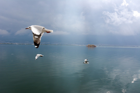 海鸥 飞翔 天空 湖泊