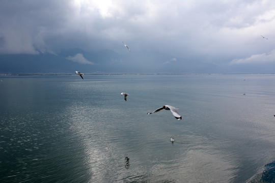 海鸥 洱海 苍山 天空