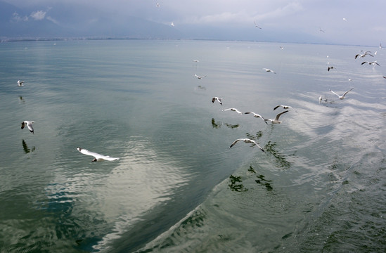 飞翔的海鸥 洱海