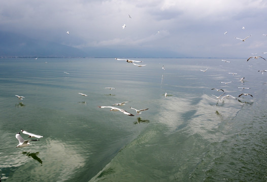 洱海 海鸥