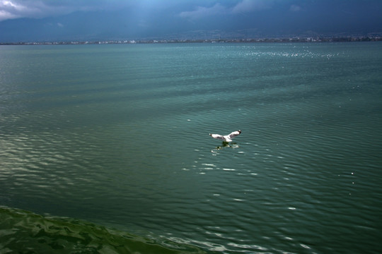 洱海 湖面 碧水 海鸥